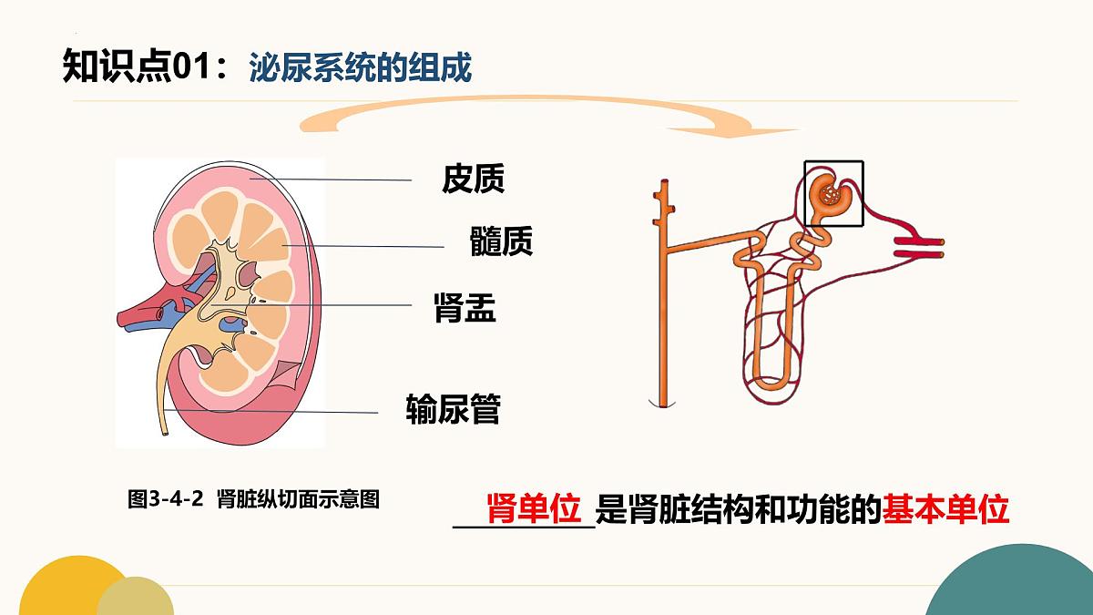 第四章+泌尿系统与废物排出（3大知识）-2025学年七年级生物下学期期末考点大串讲冀少版课件第4页