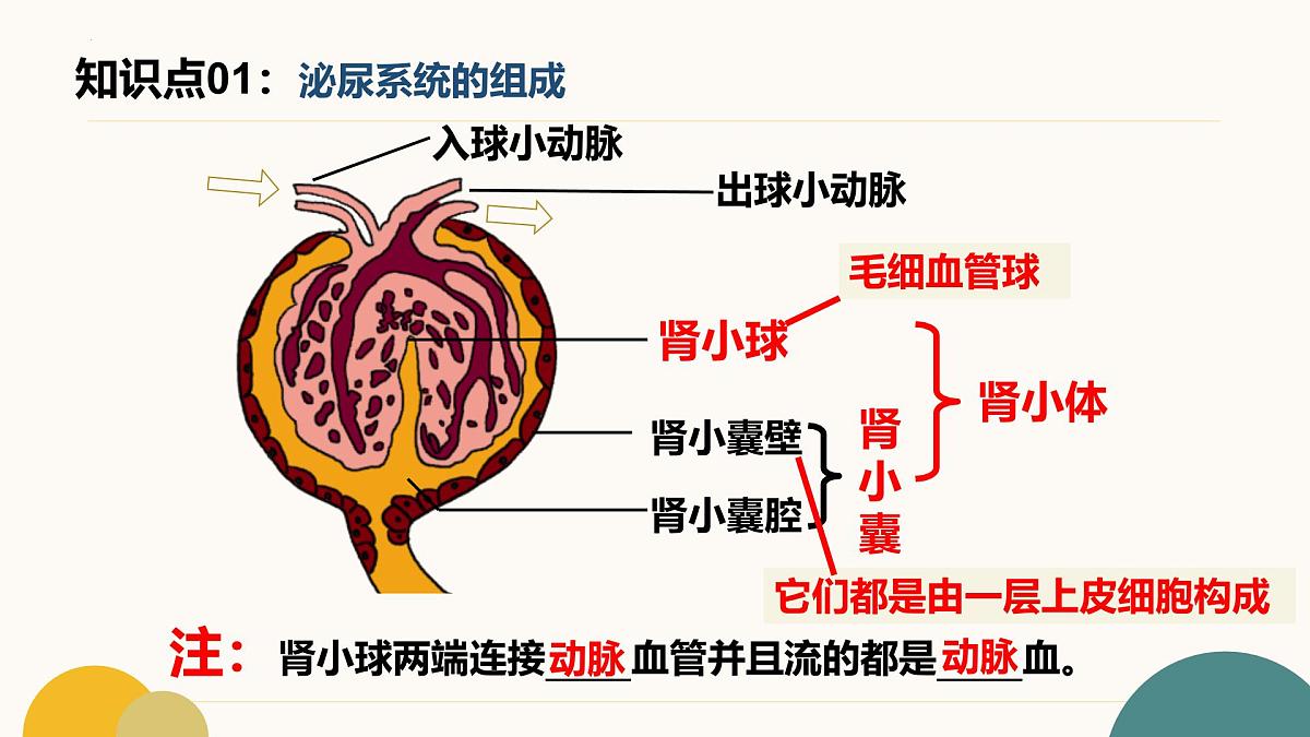 第四章+泌尿系统与废物排出（3大知识）-2025学年七年级生物下学期期末考点大串讲冀少版课件第5页