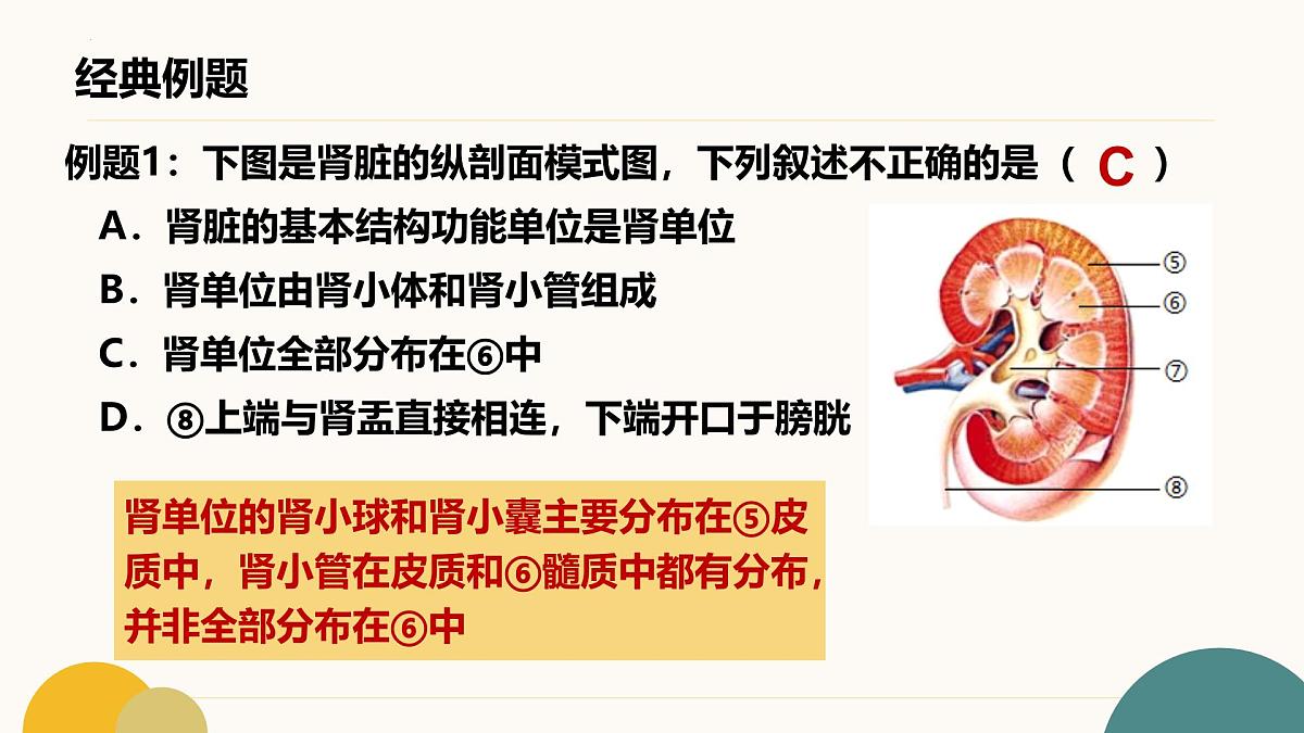 第四章+泌尿系统与废物排出（3大知识）-2025学年七年级生物下学期期末考点大串讲冀少版课件第6页