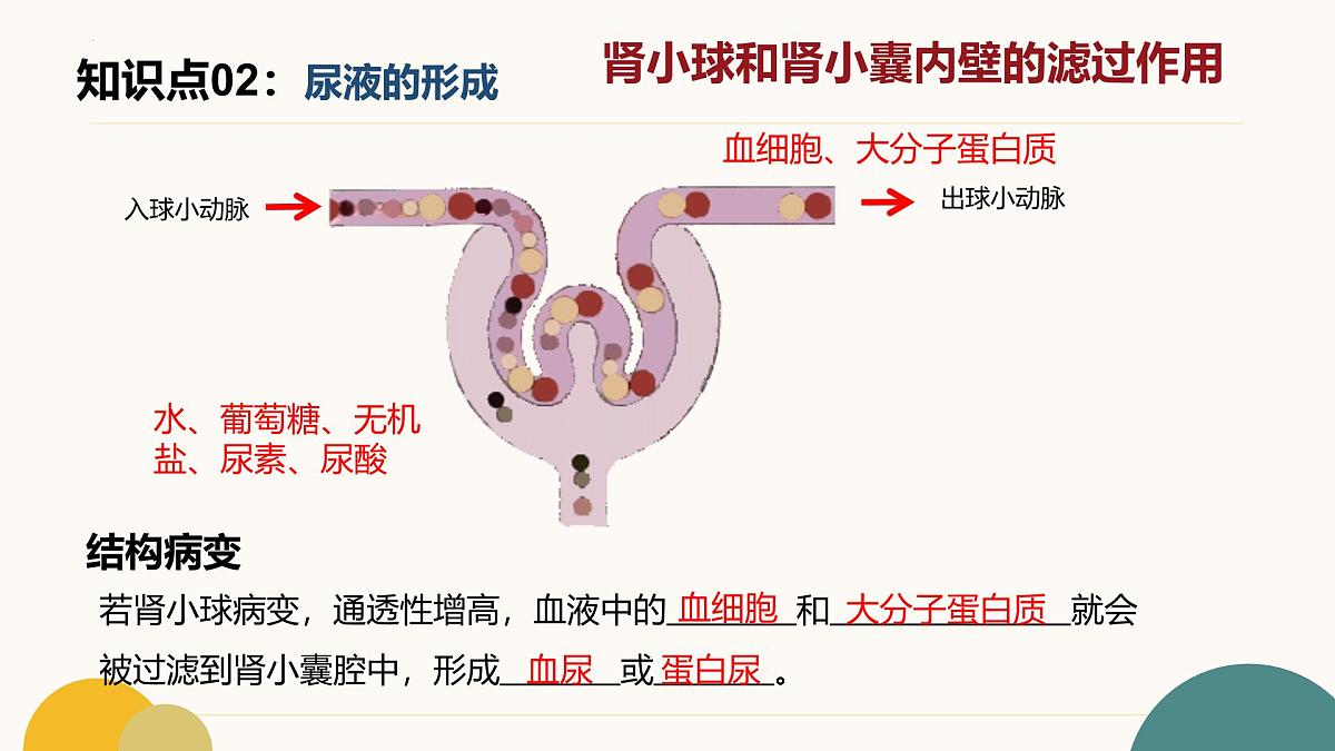 第四章+泌尿系统与废物排出（3大知识）-2025学年七年级生物下学期期末考点大串讲冀少版课件第8页
