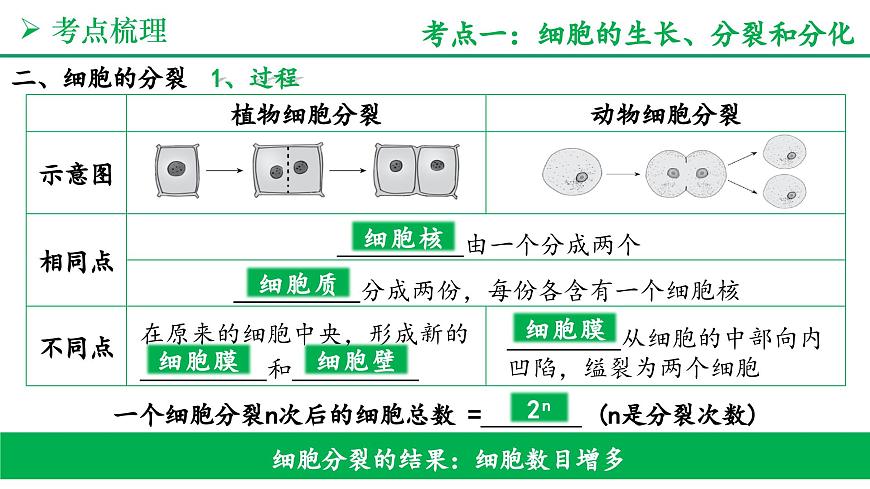 从细胞到生物体（3大考点+要点速记+真题检测）2025学年七年级生物上学期期末考点大串讲人教版课件第4页