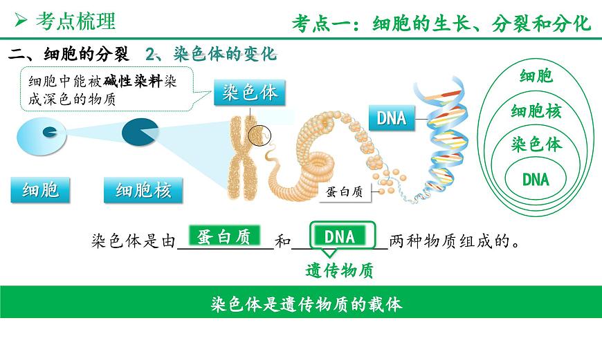 从细胞到生物体（3大考点+要点速记+真题检测）2025学年七年级生物上学期期末考点大串讲人教版课件第5页