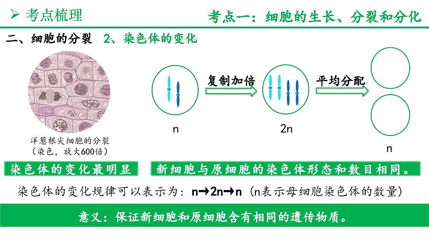 从细胞到生物体（3大考点+要点速记+真题检测）2025学年七年级生物上学期期末考点大串讲人教版课件第6页