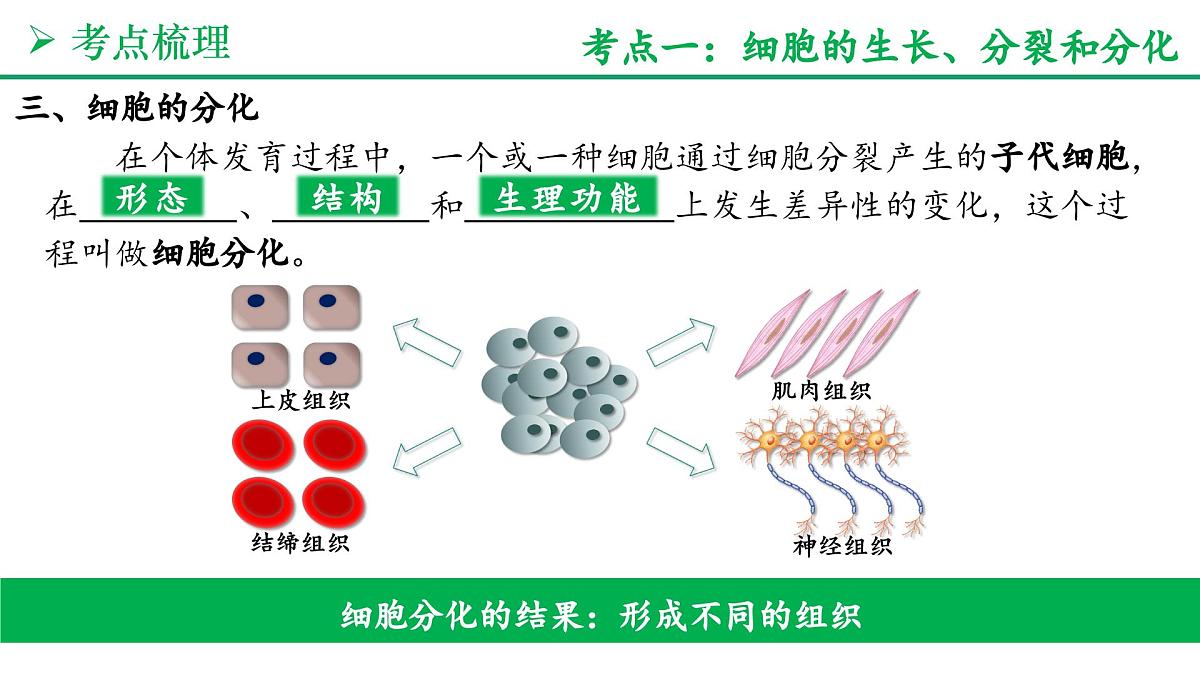 从细胞到生物体（3大考点+要点速记+真题检测）2025学年七年级生物上学期期末考点大串讲人教版课件第8页