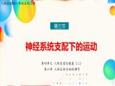 6.3+神經(jīng)系統(tǒng)支配下的運動（人教版2024）課件