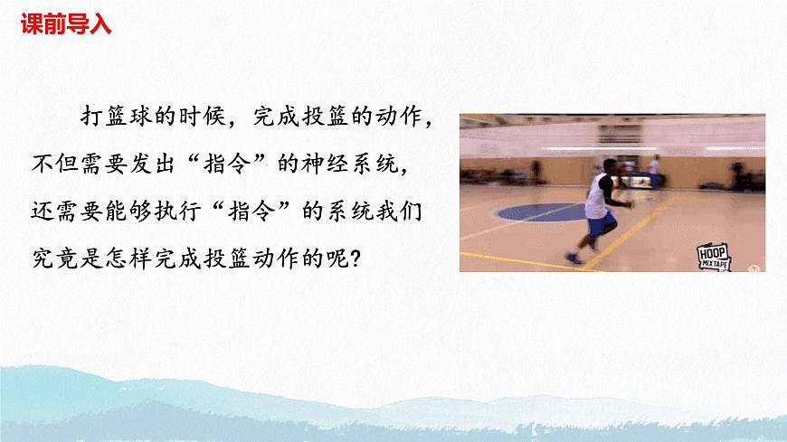 6.3+神经系统支配下的运动（人教版2024）课件第4页