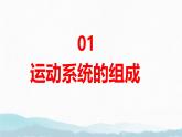6.3+神經(jīng)系統(tǒng)支配下的運動（人教版2024）課件