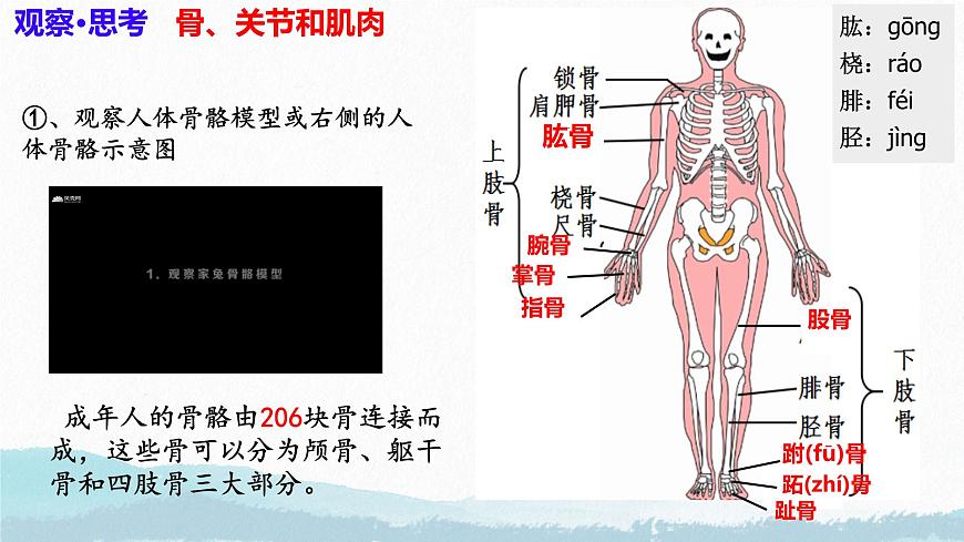 6.3+神经系统支配下的运动（人教版2024）课件第6页