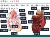 4.4.3+輸送血液的泵—心臟（第2課時(shí)）課件