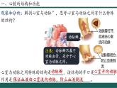 4.4.3+輸送血液的泵—心臟（第2課時(shí)）課件
