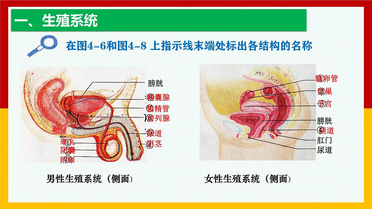 4.1.1人的生殖+课件-2024--2025学年人教版七年级生物下册第8页
