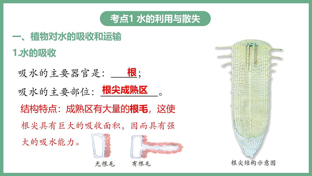 植物体内的物质与能量变化（4大考点）2025学年七年级生物下学期期末考点大串讲人教版课件第2页