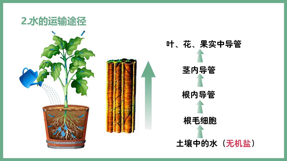 植物体内的物质与能量变化（4大考点）2025学年七年级生物下学期期末考点大串讲人教版课件第3页