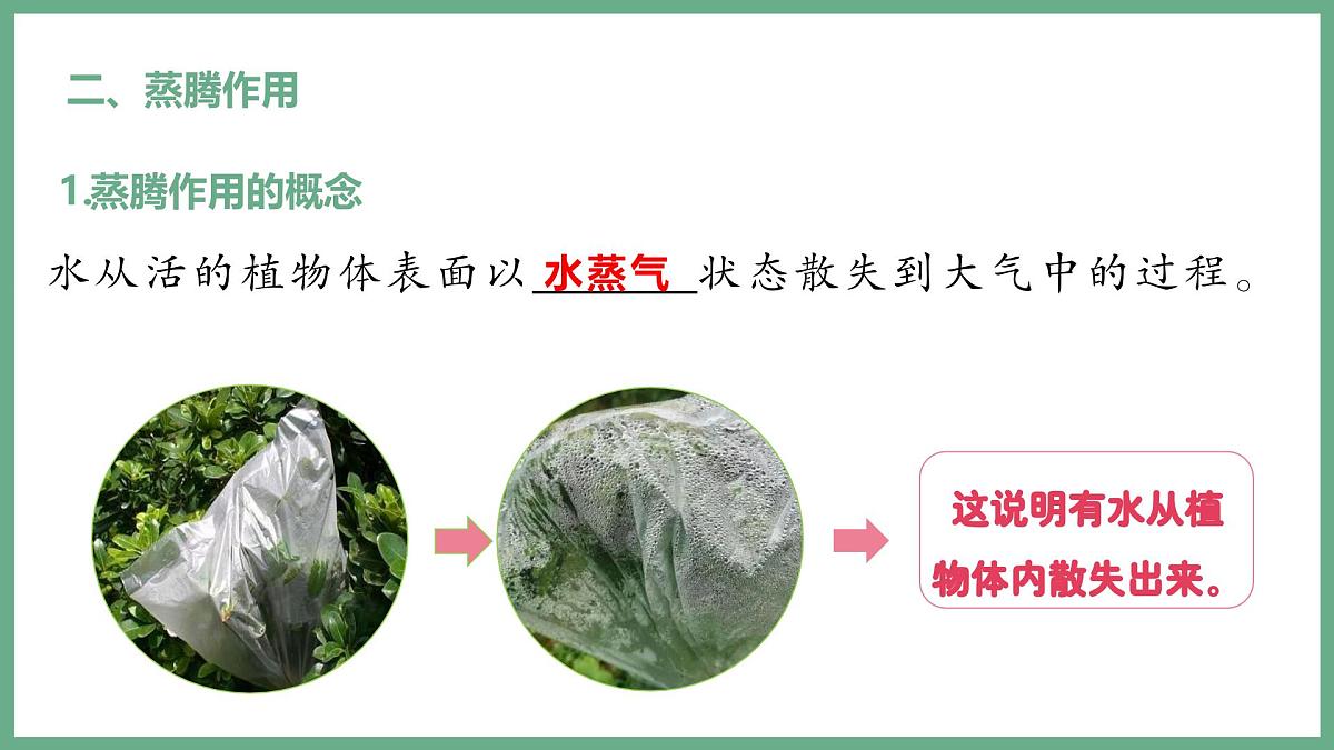 植物体内的物质与能量变化（4大考点）2025学年七年级生物下学期期末考点大串讲人教版课件第4页