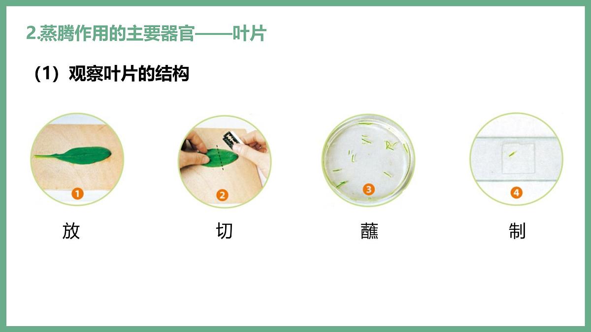 植物体内的物质与能量变化（4大考点）2025学年七年级生物下学期期末考点大串讲人教版课件第5页