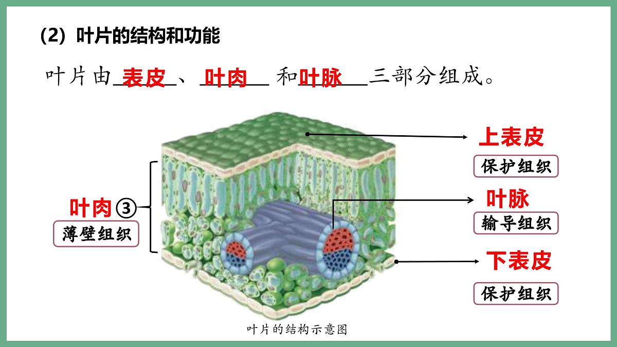 植物体内的物质与能量变化（4大考点）2025学年七年级生物下学期期末考点大串讲人教版课件第6页