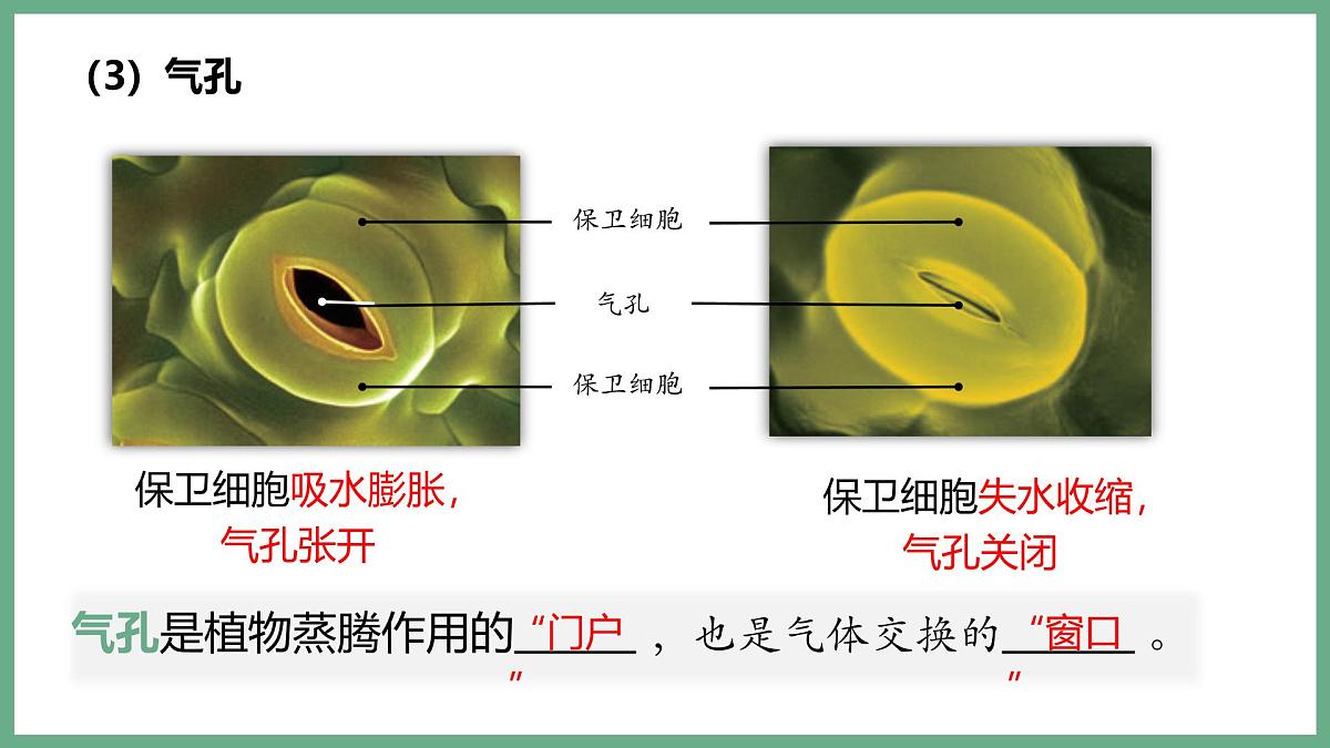 植物体内的物质与能量变化（4大考点）2025学年七年级生物下学期期末考点大串讲人教版课件第7页