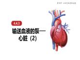 初中 生物 人教版（2024）七年级下册4.4.3 输送血液的泵——心脏 课件