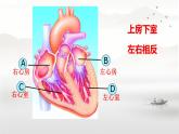 初中 生物 人教版（2024）七年级下册4.4.3 输送血液的泵——心脏 课件