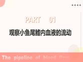 初中生物 人教版（2024）七年级下册4.4.2 血流的管道——血管 课件