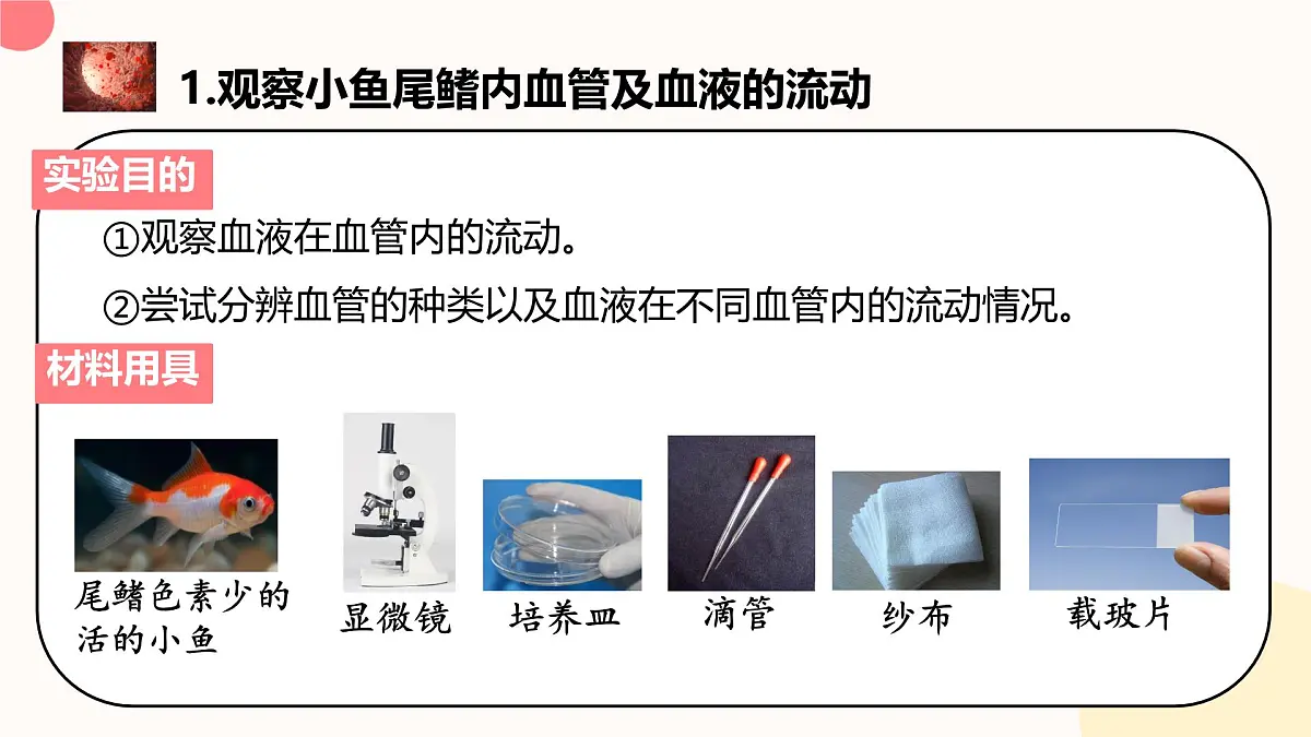 初中生物 人教版（2024）七年级下册4.4.2 血流的管道——血管 课件第4页