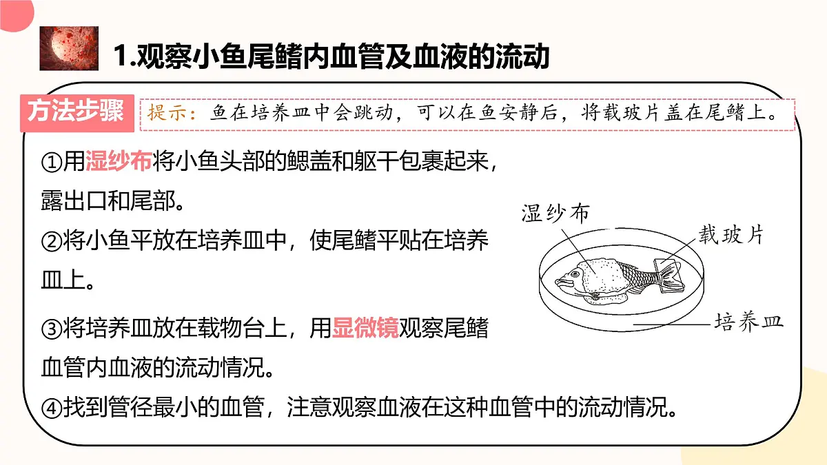 初中生物 人教版（2024）七年级下册4.4.2 血流的管道——血管 课件第5页