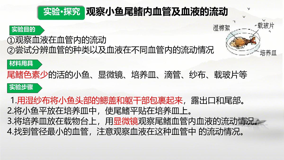 初中生物 人教版（2024）七年级下册4.4.2 血流的管道——血管 课件第4页