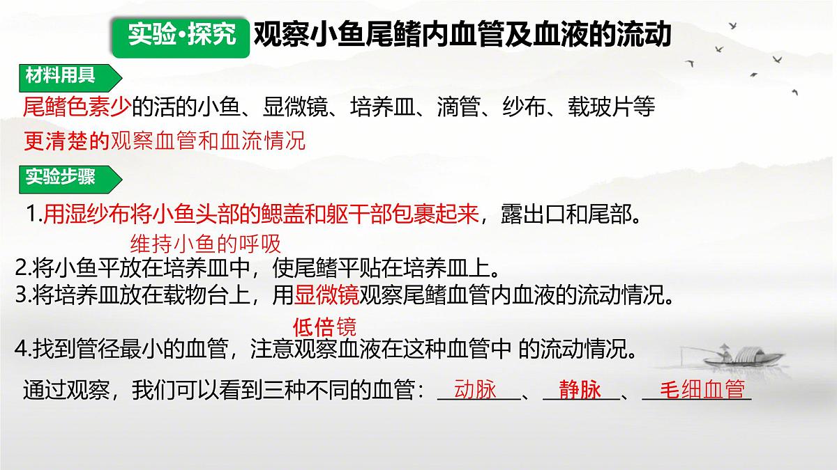 初中生物 人教版（2024）七年级下册4.4.2 血流的管道——血管 课件第5页