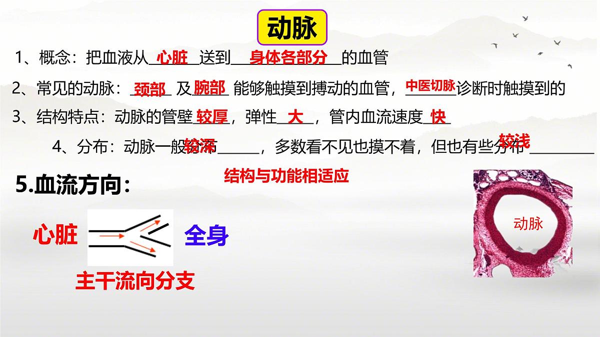 初中生物 人教版（2024）七年级下册4.4.2 血流的管道——血管 课件第6页