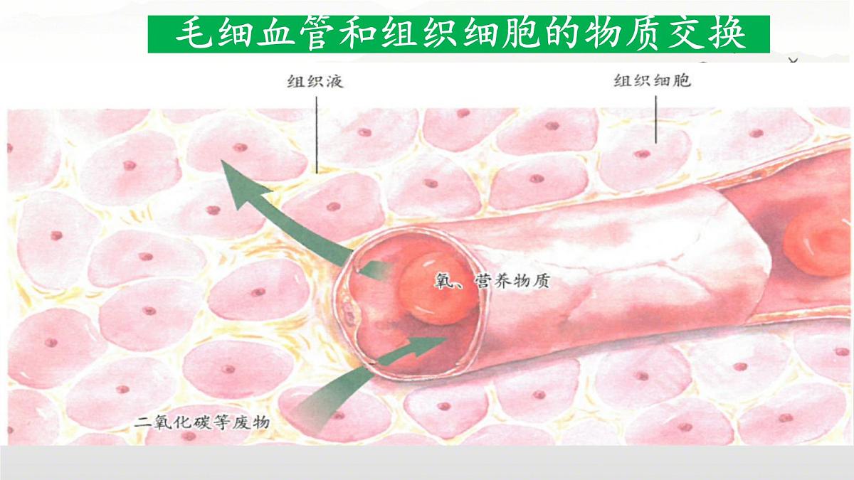 初中生物 人教版（2024）七年级下册4.4.2 血流的管道——血管 课件第8页