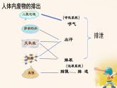 初中 生物 人教版（2024）七年級下冊（2024）第四單元第五章 人體內(nèi)廢物的排出 課件