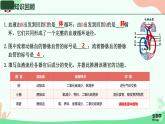 初中 生物 人教版（2024）七年級(jí)下冊(cè)（2024）第四單元第五章 人體內(nèi)廢物的排出 課件