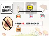 初中 生物 人教版（2024）七年級(jí)下冊(cè)（2024）第四單元第五章 人體內(nèi)廢物的排出 課件