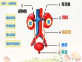 初中 生物 人教版（2024）七年級(jí)下冊(cè)（2024）第四單元第五章 人體內(nèi)廢物的排出 課件