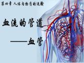 4.4.2+血流的管道——血管  2025学年七年级生物下册人教版 课件