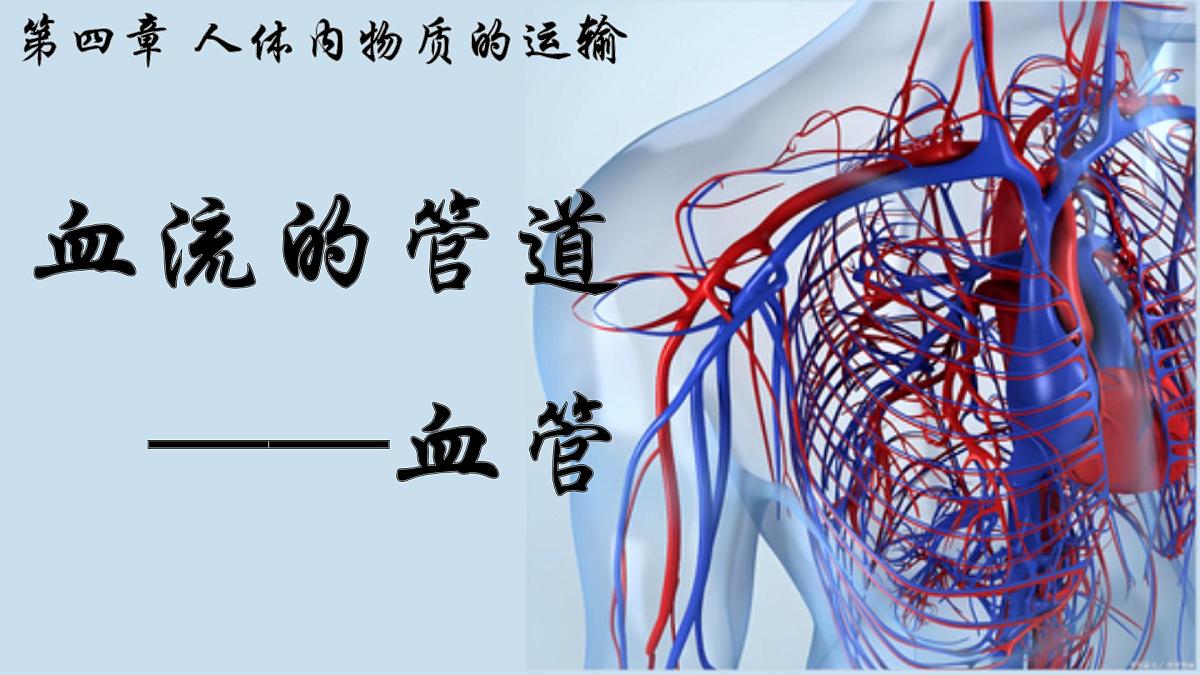 4.4.2+血流的管道——血管  2025学年七年级生物下册人教版 课件第1页