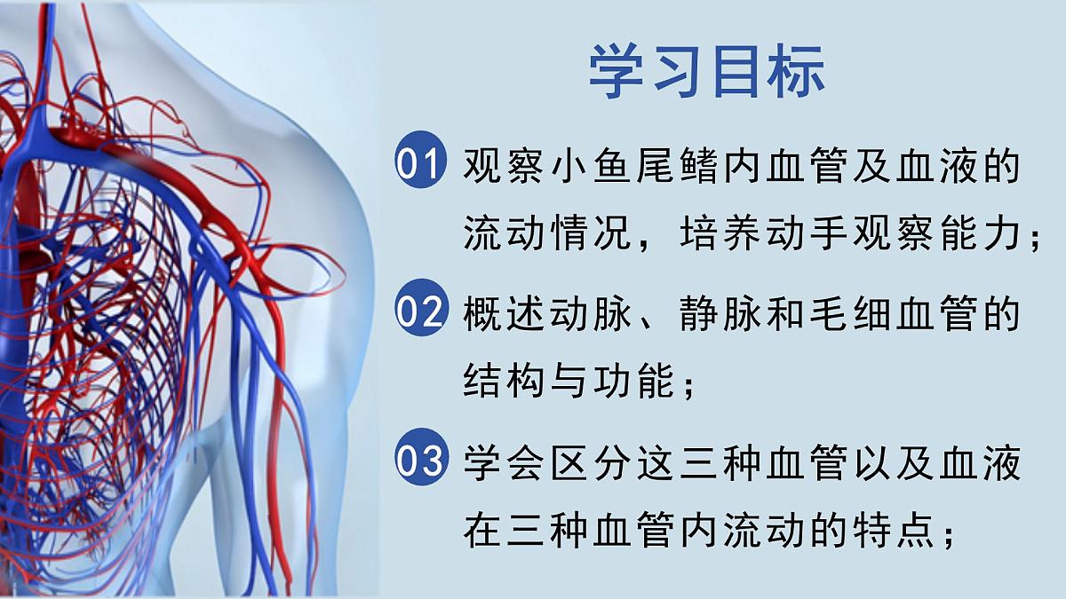 4.4.2+血流的管道——血管  2025学年七年级生物下册人教版 课件第2页