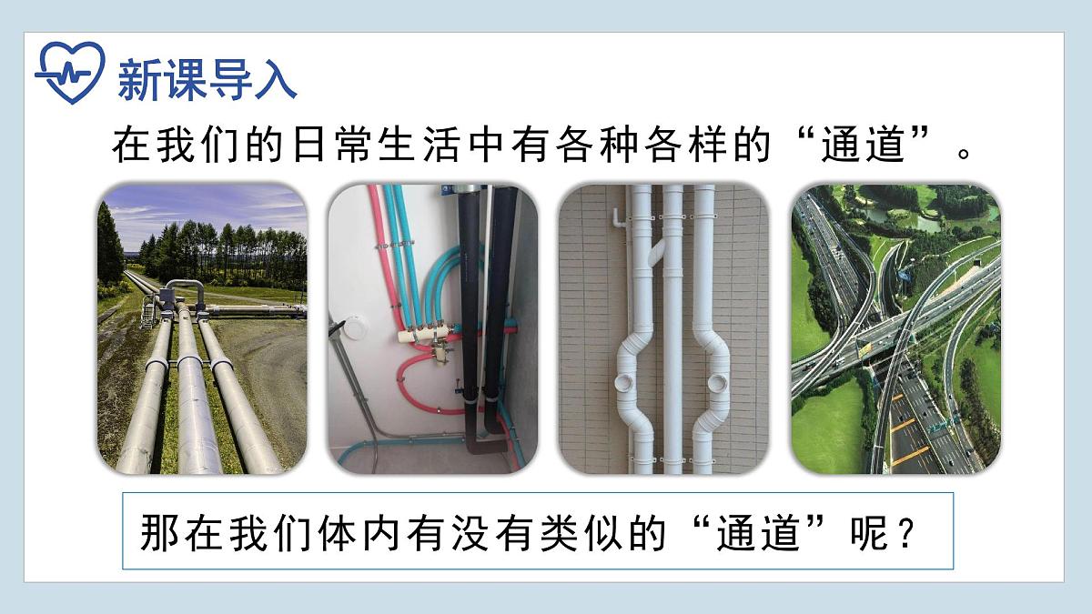 4.4.2+血流的管道——血管  2025学年七年级生物下册人教版 课件第3页