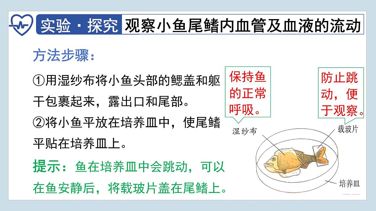 4.4.2+血流的管道——血管  2025学年七年级生物下册人教版 课件第6页