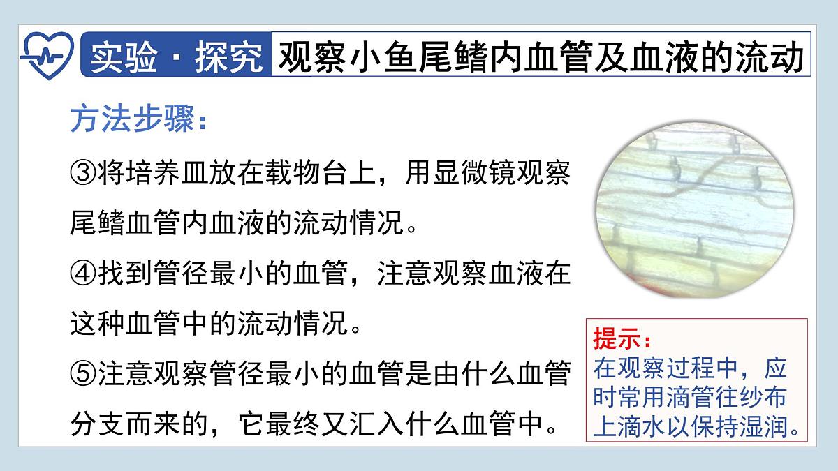 4.4.2+血流的管道——血管  2025学年七年级生物下册人教版 课件第7页