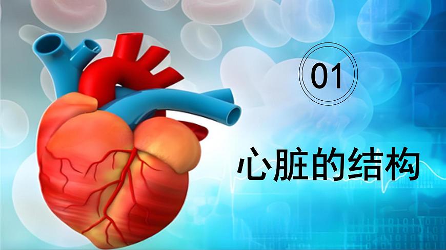 4.4.3+输送血液的泵——心脏（课时1） 2025学年七年级生物下册人教版课件第4页
