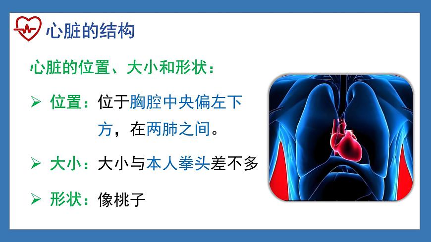 4.4.3+输送血液的泵——心脏（课时1） 2025学年七年级生物下册人教版课件第5页