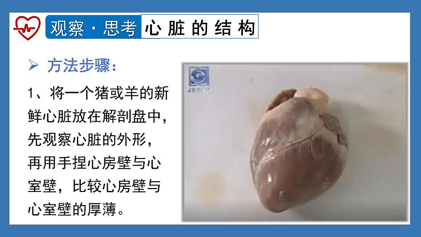 4.4.3+输送血液的泵——心脏（课时1） 2025学年七年级生物下册人教版课件第6页