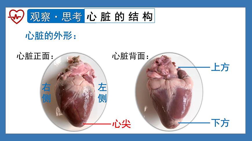 4.4.3+输送血液的泵——心脏（课时1） 2025学年七年级生物下册人教版课件第7页