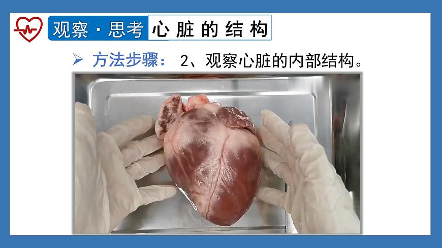 4.4.3+输送血液的泵——心脏（课时1） 2025学年七年级生物下册人教版课件第8页