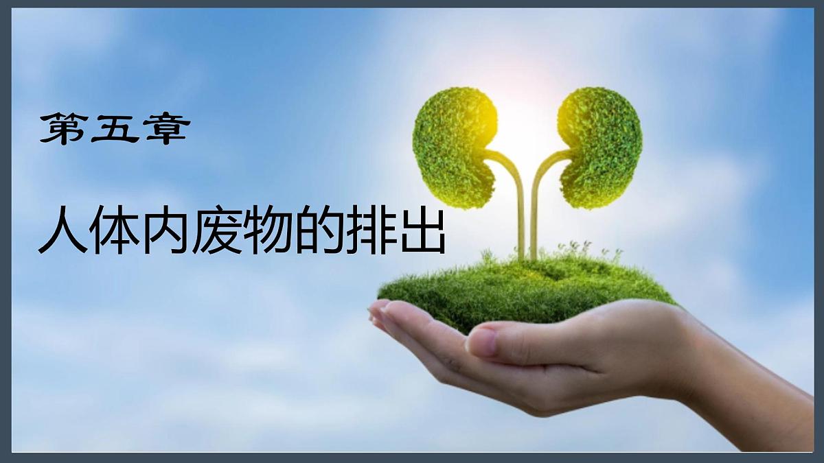4.5人体内废物的排出+课件-2024--2025学年人教版七年级生物下册第2页