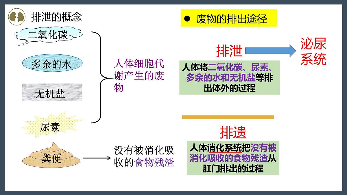 4.5人体内废物的排出+课件-2024--2025学年人教版七年级生物下册第4页