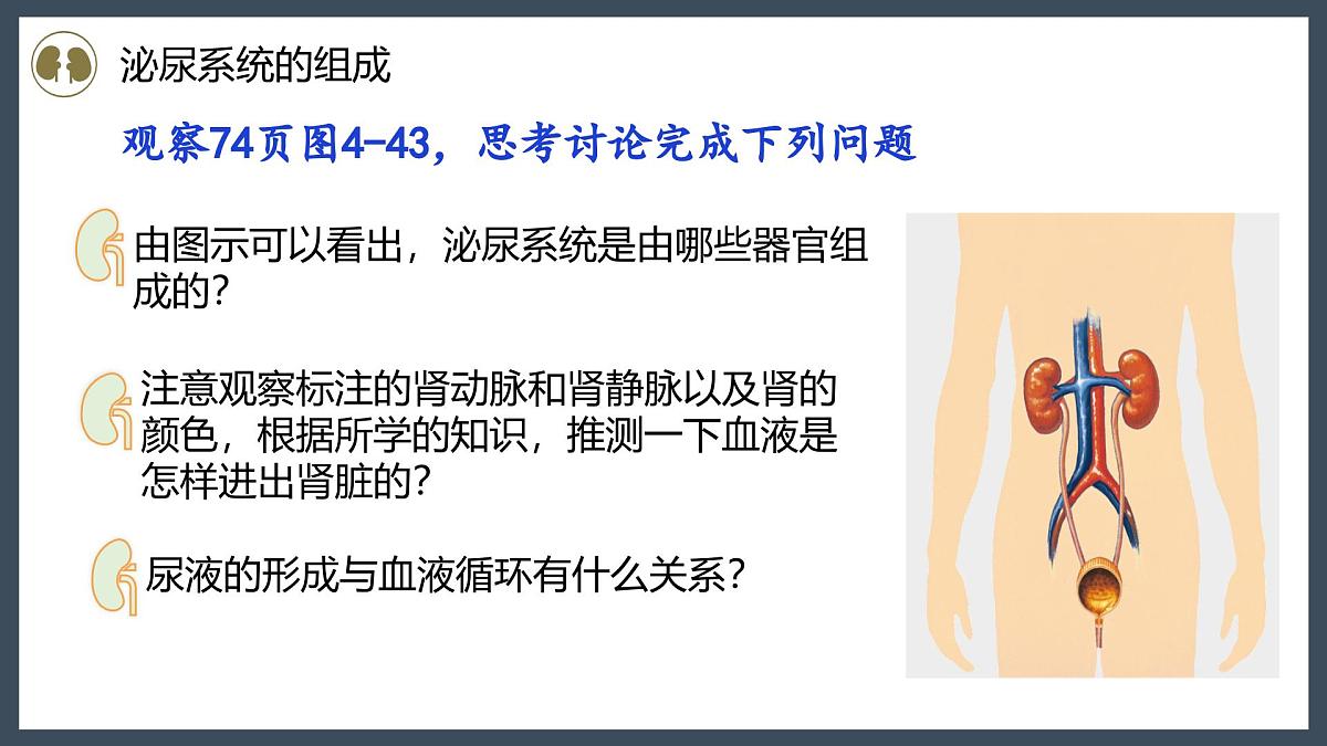 4.5人体内废物的排出+课件-2024--2025学年人教版七年级生物下册第5页