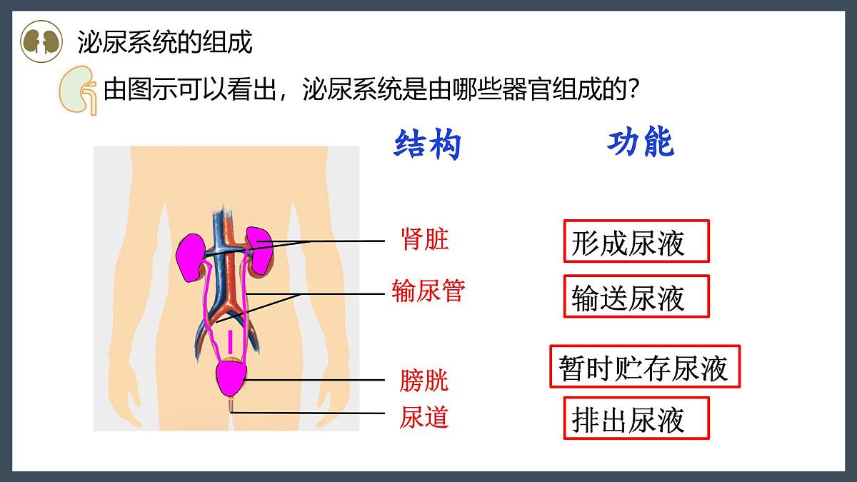 4.5人体内废物的排出+课件-2024--2025学年人教版七年级生物下册第6页