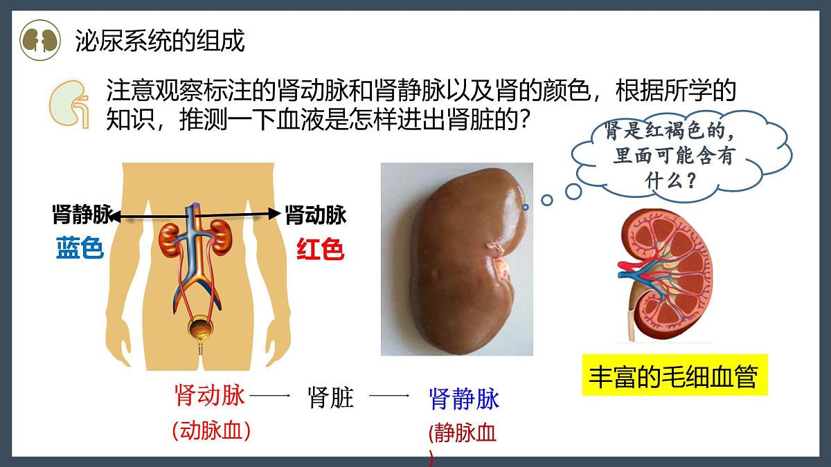 4.5人体内废物的排出+课件-2024--2025学年人教版七年级生物下册第7页